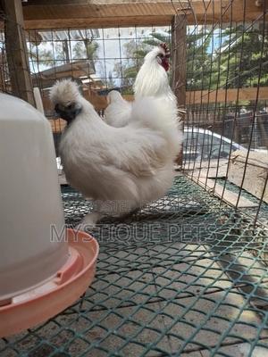 Ornamental Birds - thumbnail 2