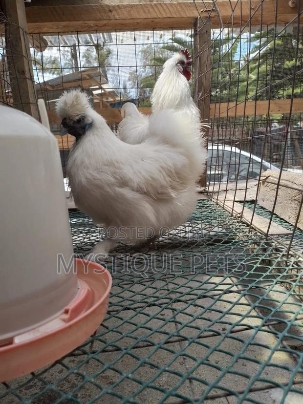 Ornamental Birds - main view