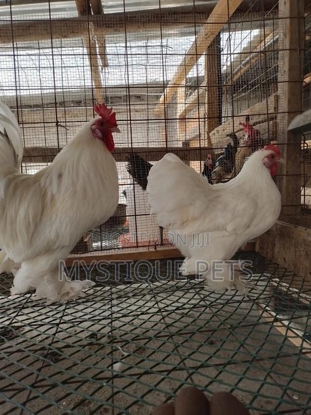 Beautiful Birds - main view