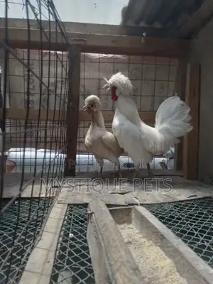 Best Birds
