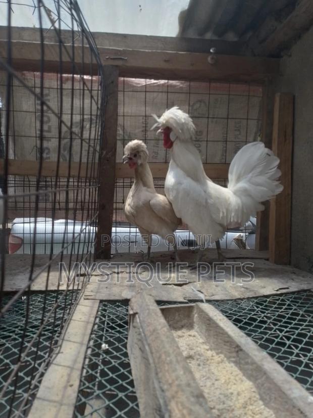 Best Birds - main view