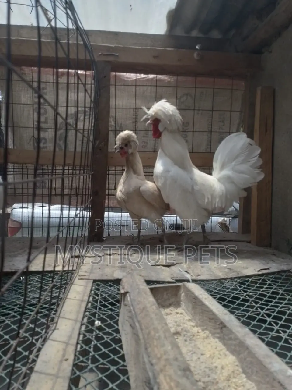 Best Birds
