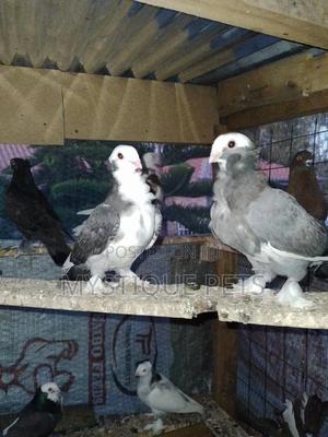 Pegions Birds - main view