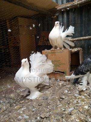 Indian Pegions - thumbnail 2