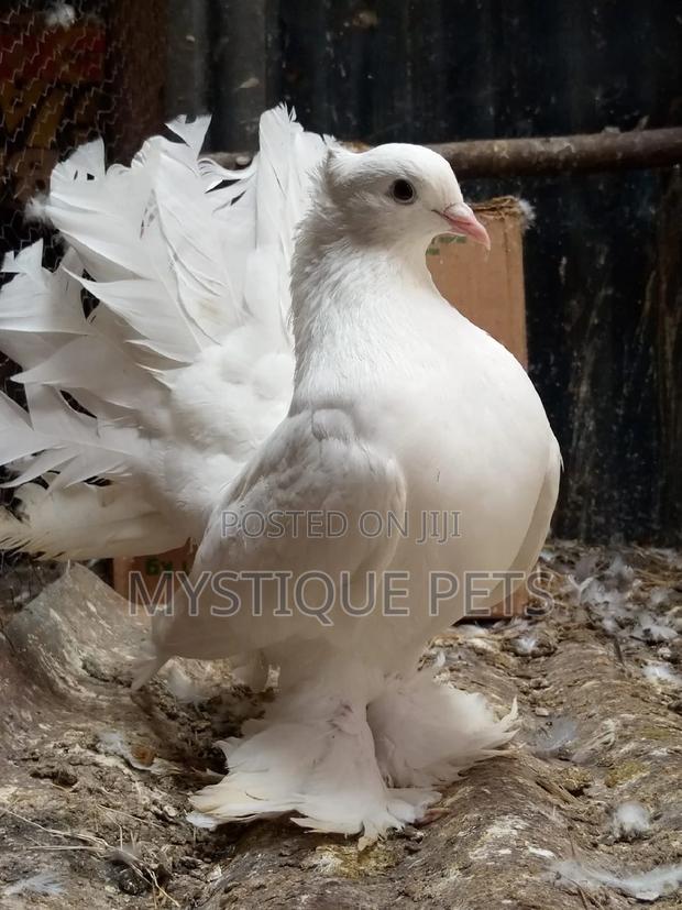 Indian Pegions - thumbnail 3