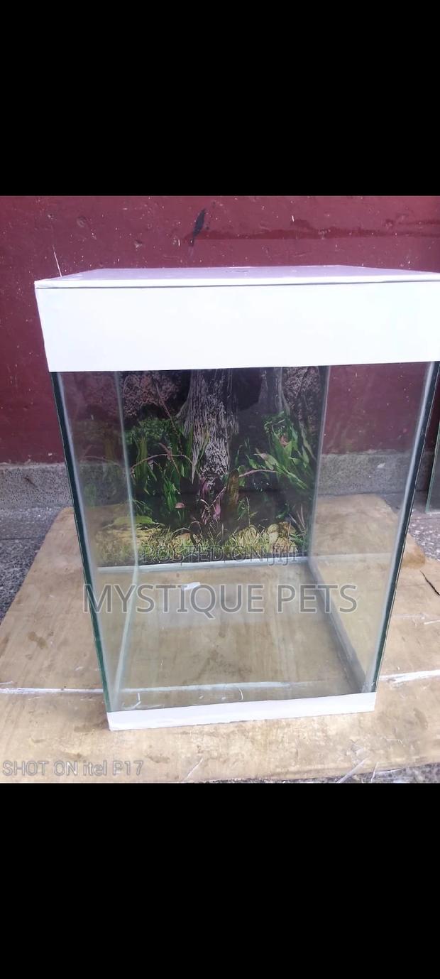 Location Fish Tank - main view