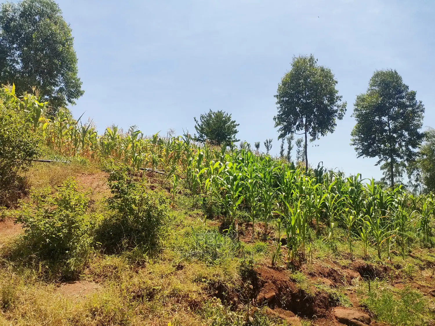 1 Acre Kirinyaga /Kutus