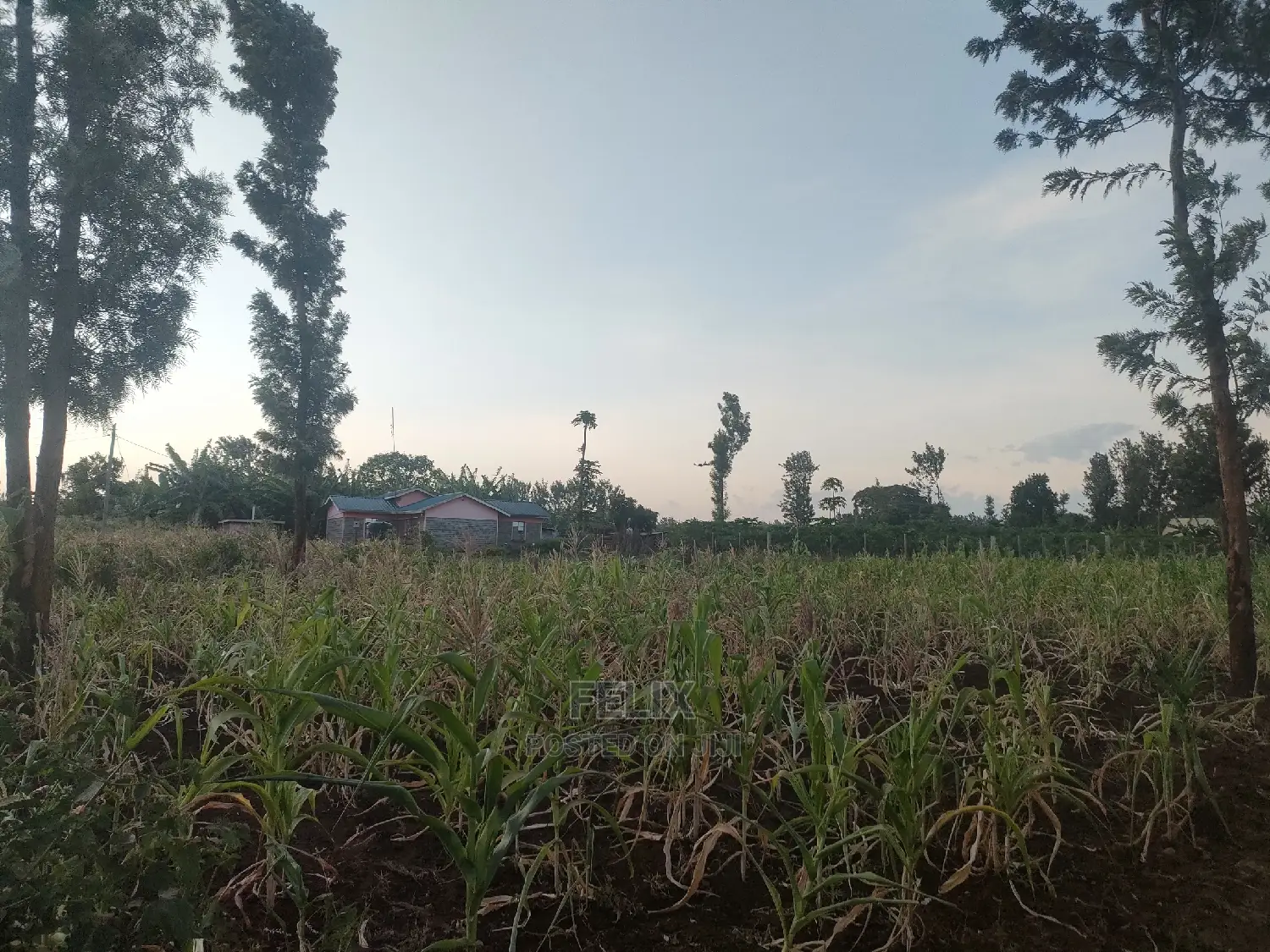 50/100 Plots Kiangwachi/ Sagana