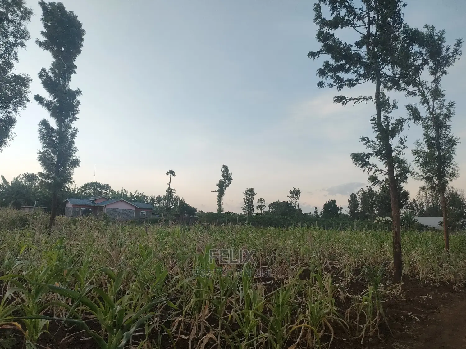 50/100 Plots Kiangwachi/ Sagana