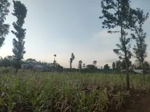 50/100 Plots Kiangwachi/ Sagana
