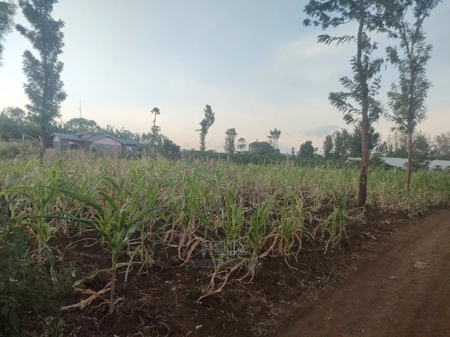 50/100 Plots Kiangwachi/ Sagana