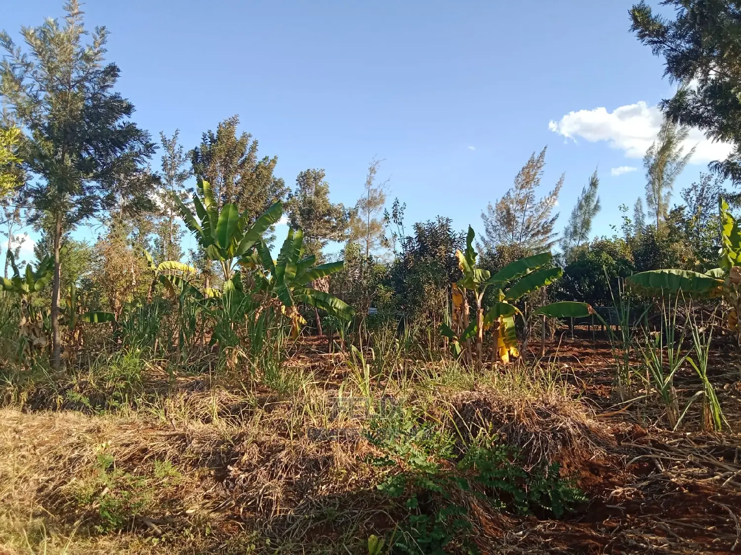 1 Acre Sagana /Rukanga in Kerugoya Land & Plots for Sale, Felix Wanjohi Jiji.co.ke