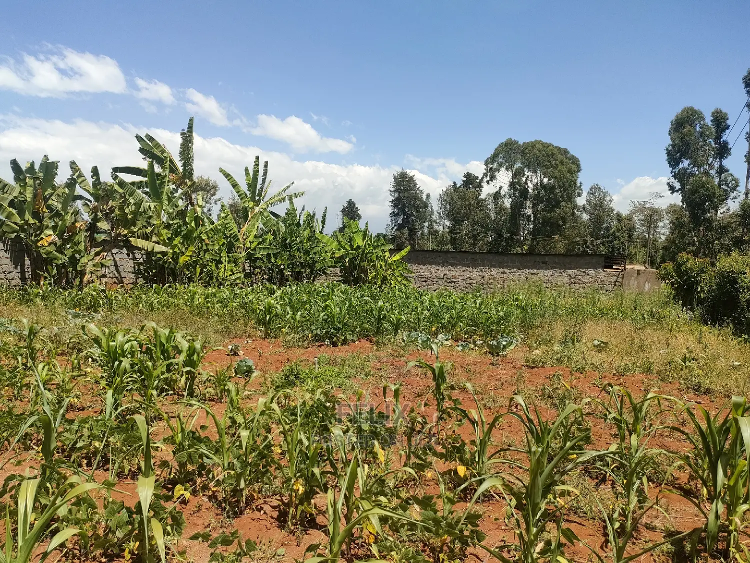 Karatina / Mwanda 50/100