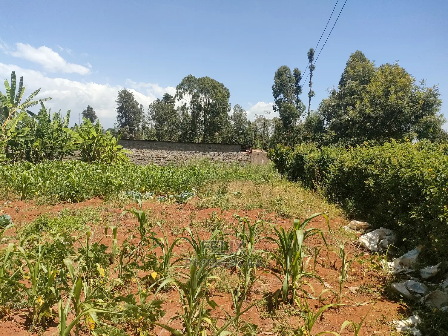 Karatina / Mwanda 50/100