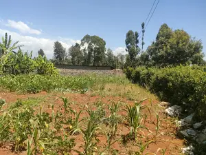 Karatina / Mwanda 50/100