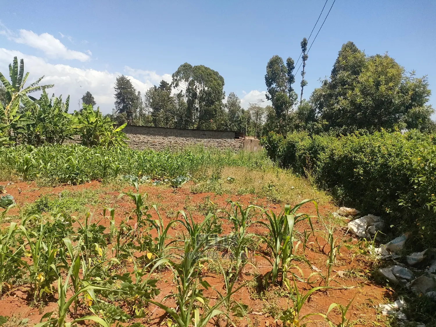 Karatina / Mwanda 50/100