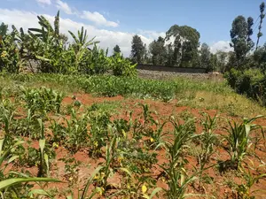 Karatina / Mwanda 50/100