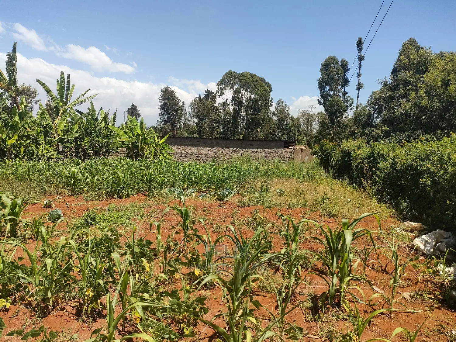 Karatina / Mwanda 50/100