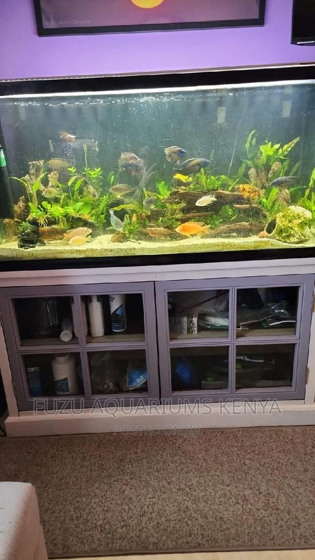 Aquarium Chichlids - main view