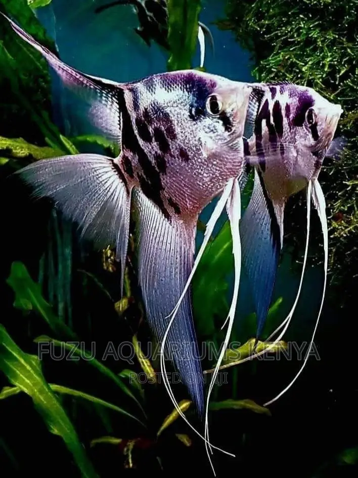 Angel Fish XL
