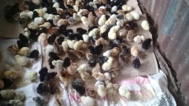 Joychic Poultry Farm Two Weeks Old Chicks - thumbnail 3