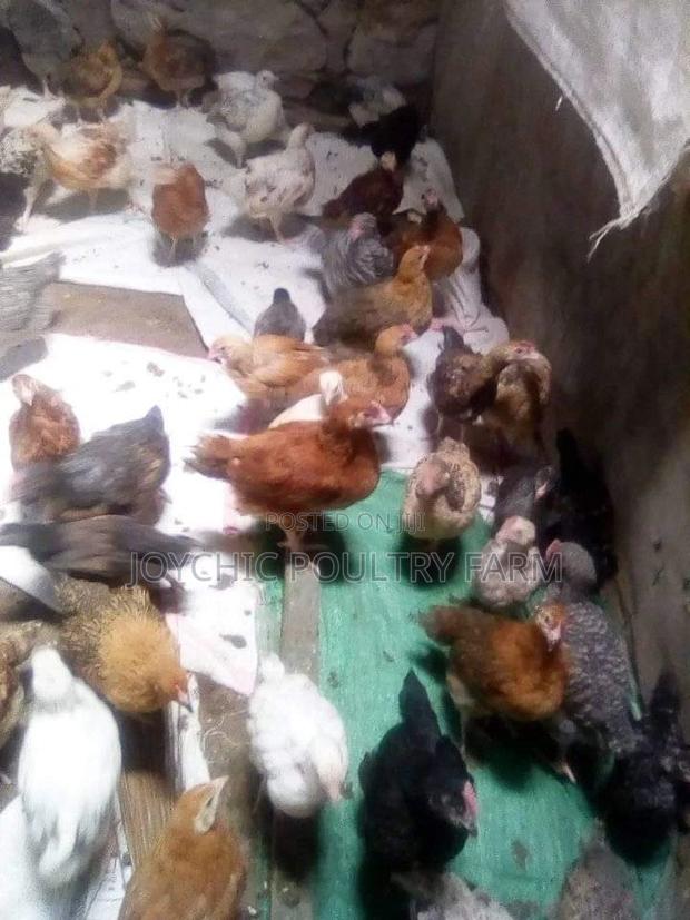 Joychic Poultry Farm Two Weeks Old Chicks - thumbnail 6