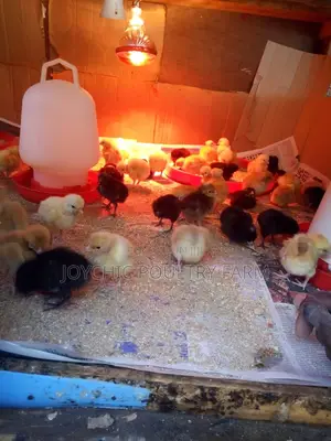 Joychic Poultry Farm Two Weeks Old Chicks