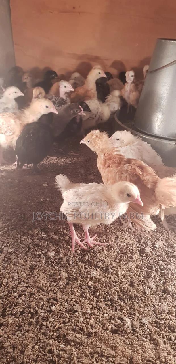 Joychic Poultry Farm Two Weeks Old Chicks - thumbnail 7