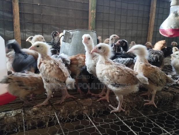 Joychic Poultry Farm Two Weeks Old Chicks - thumbnail 4