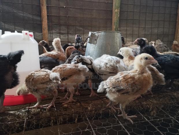 Joychic Poultry Farm Two Weeks Old Chicks - main view