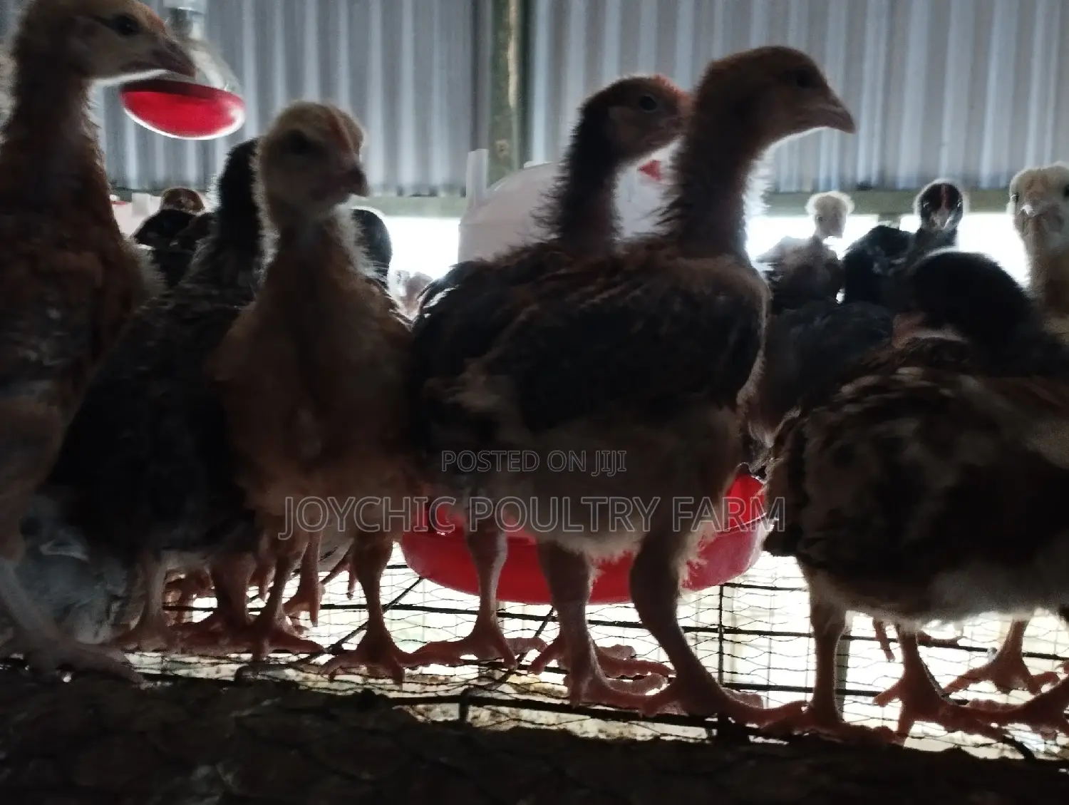 Joychic Poultry Farm Two Weeks Old Chicks