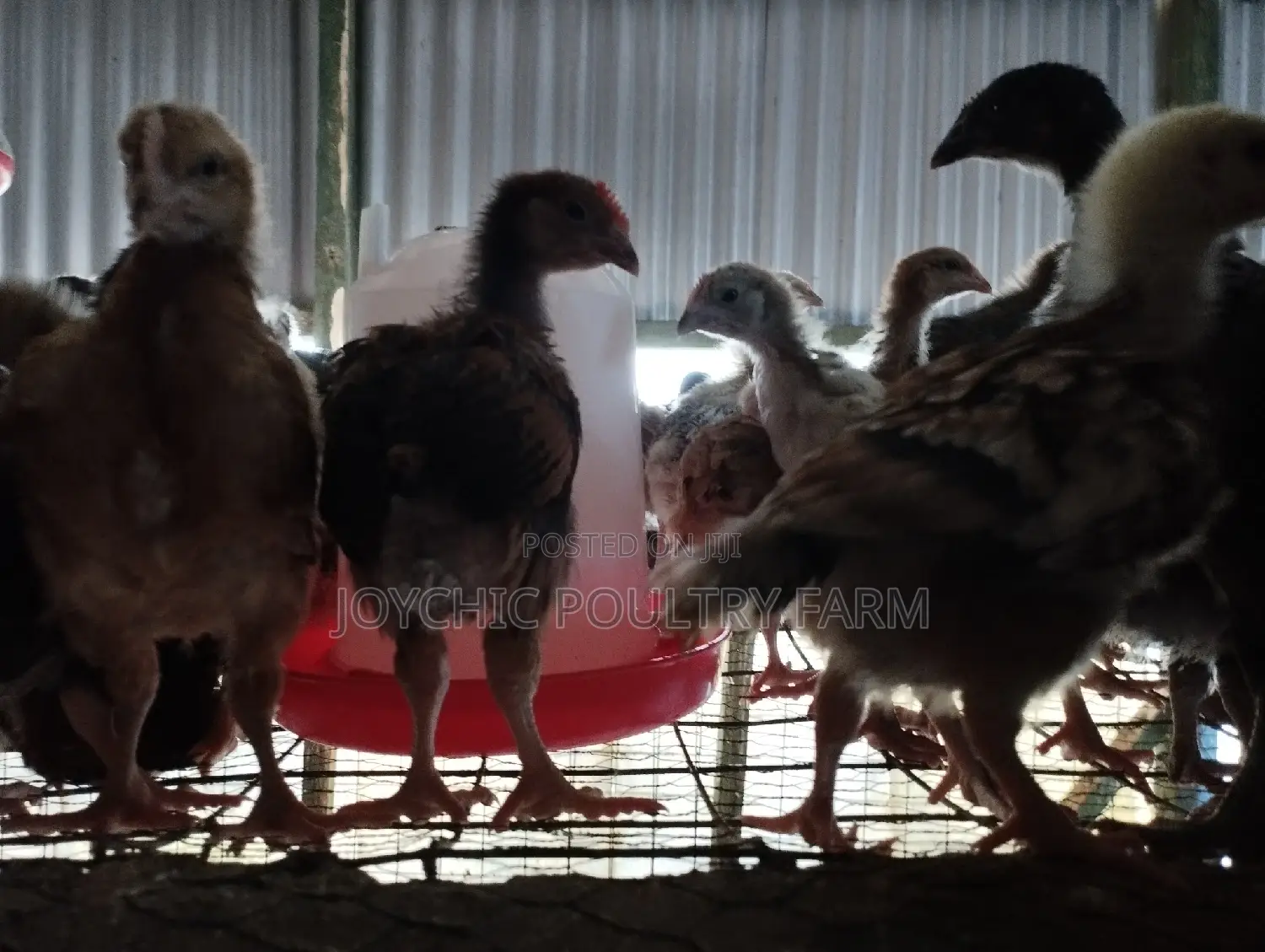5 Weeks Chicks at Joychic Poultry Farm