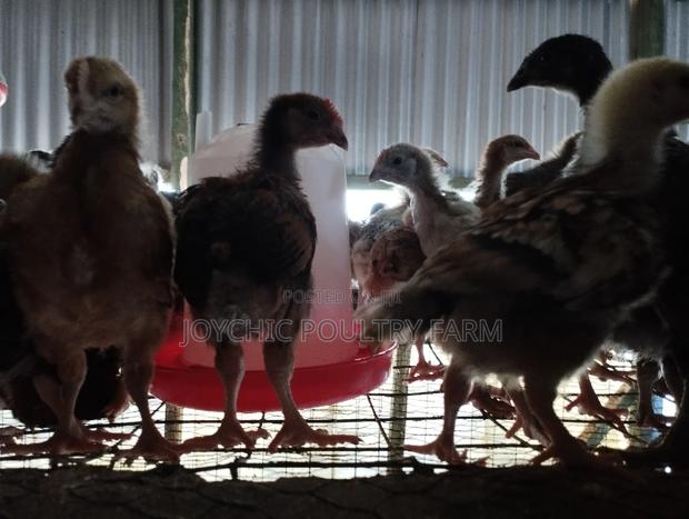 5 Weeks Chicks at Joychic Poultry Farm - main view