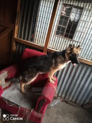 3-6 Months Female Purebred German Shepherd - thumbnail 2