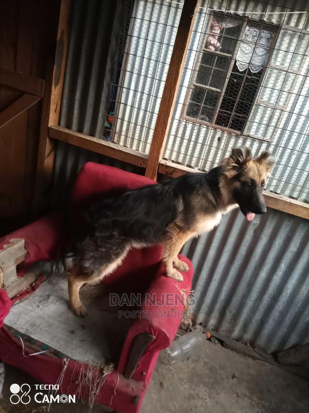 3-6 Months Female Purebred German Shepherd - main view