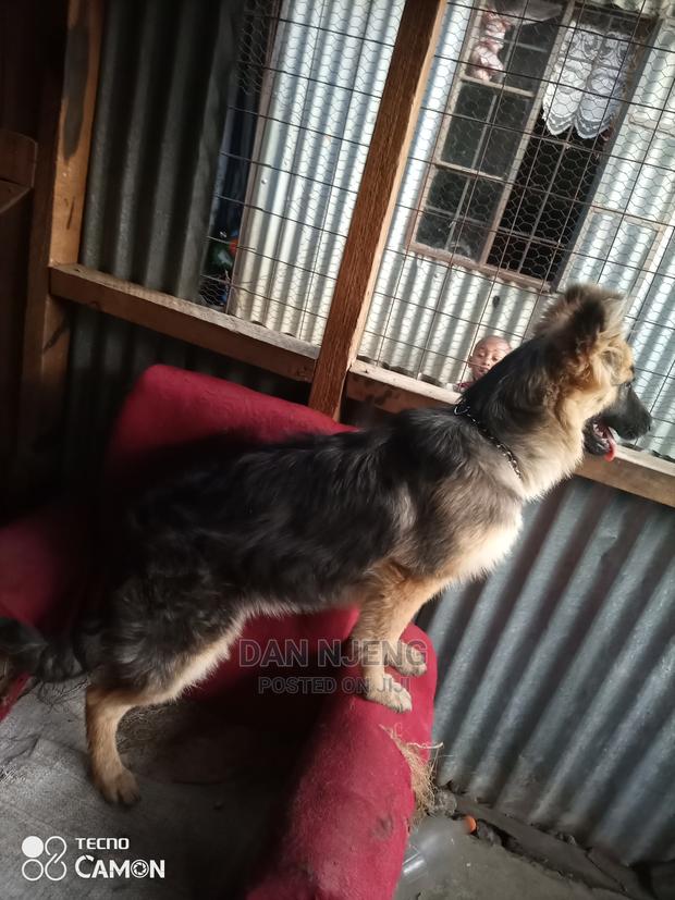 3-6 Months Female Purebred German Shepherd - thumbnail 3