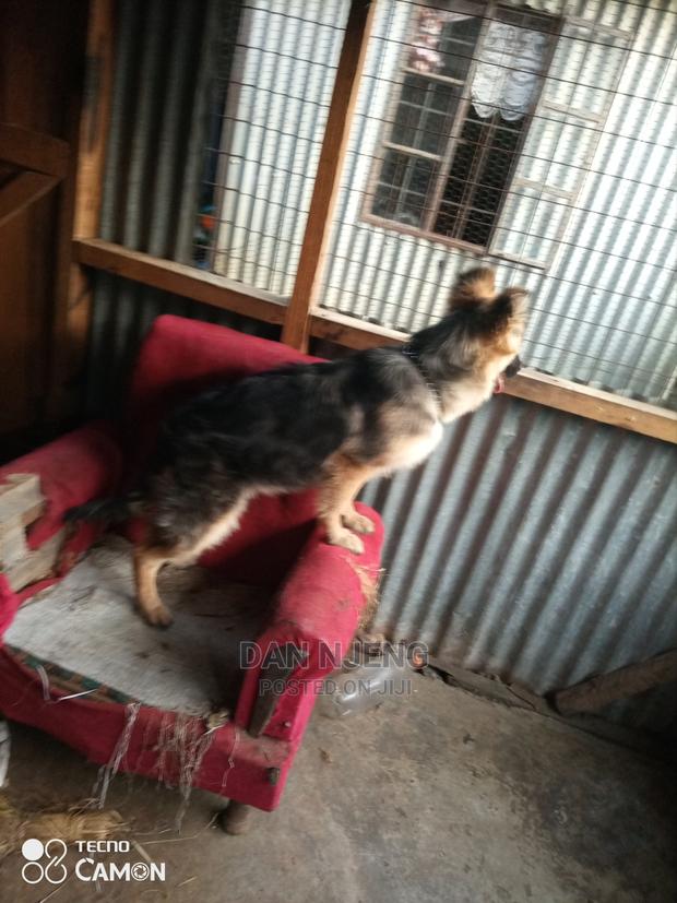 3-6 Months Female Purebred German Shepherd - thumbnail 4