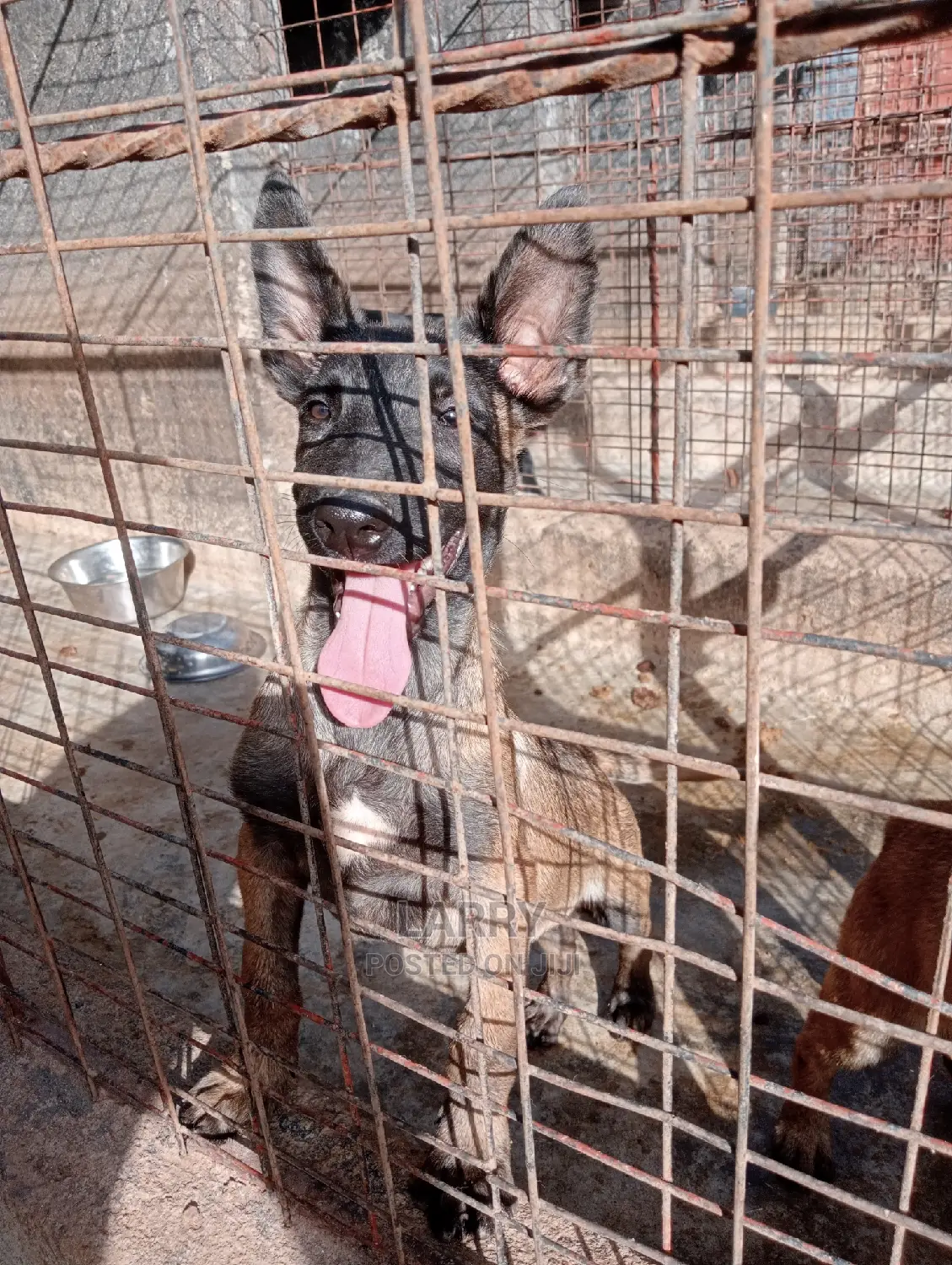 1-3 Months Female Purebred Belgian Malinois