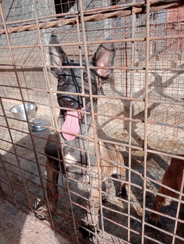 1-3 Months Female Purebred Belgian Malinois