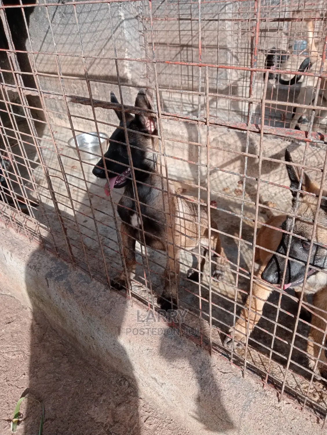 1-3 Months Female Purebred Belgian Malinois