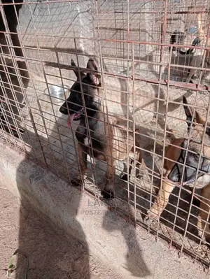 1-3 Months Female Purebred Belgian Malinois