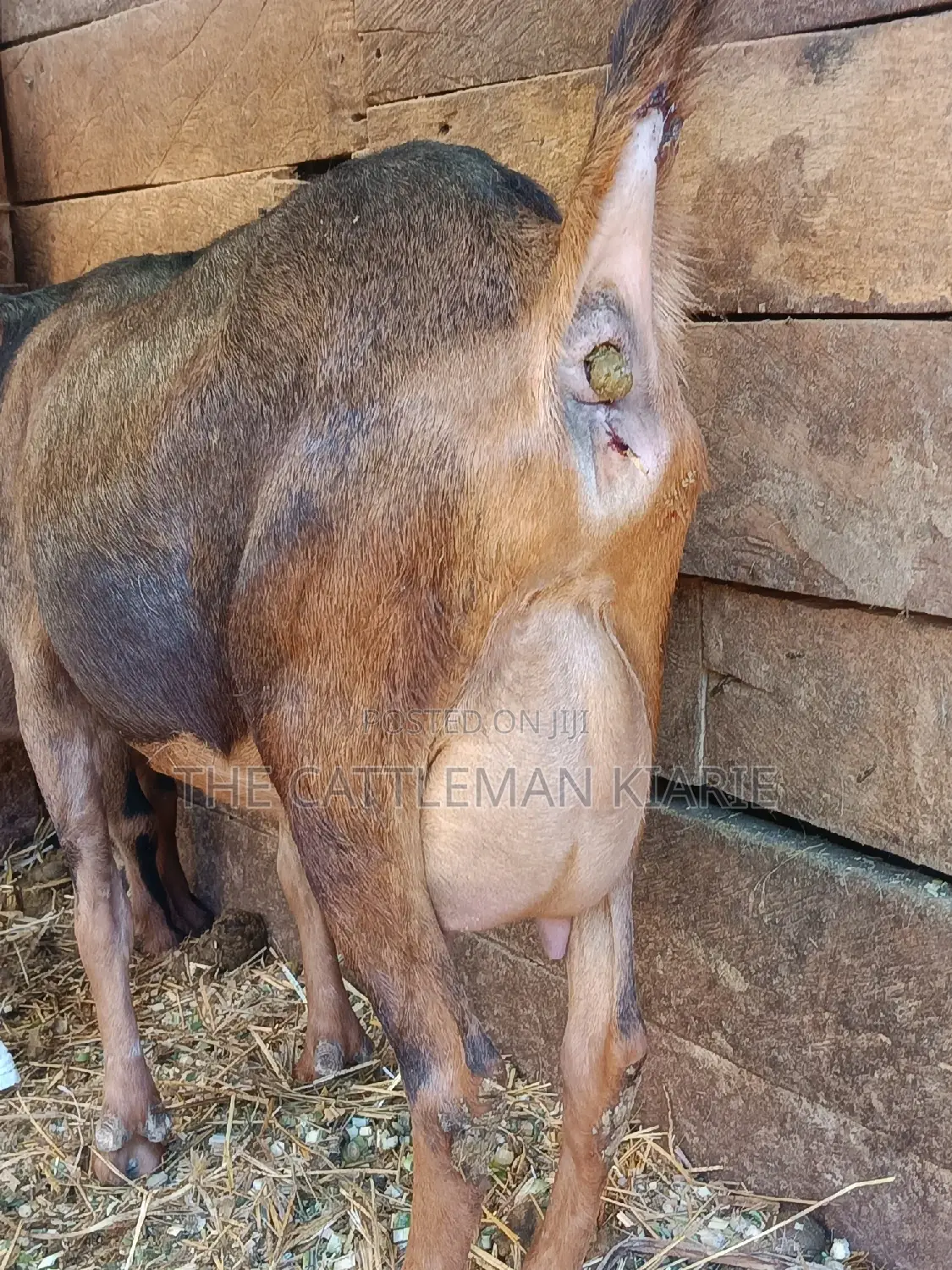 Alphine Dairy Goats for Sale