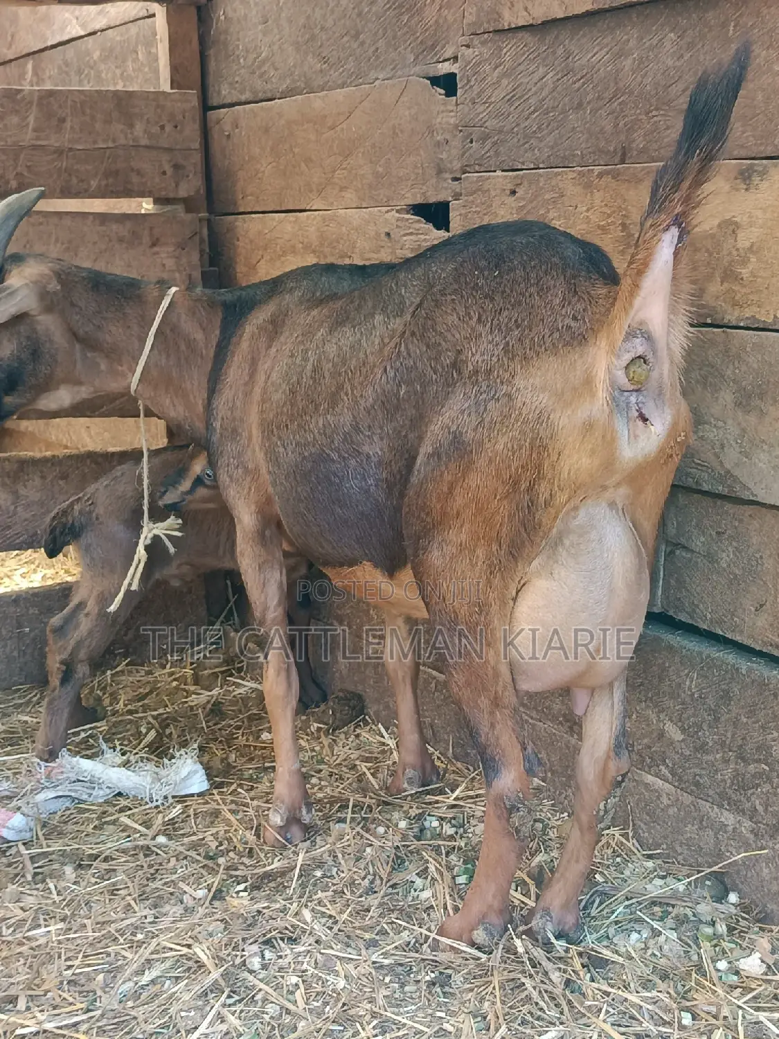 Alphine Dairy Goats for Sale