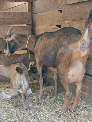 Alphine Dairy Goats for Sale