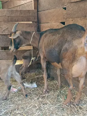 Alphine Dairy Goats for Sale