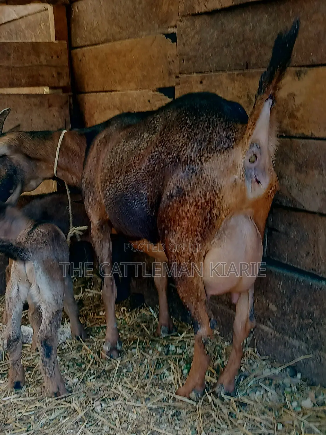 Alphine Dairy Goats for Sale