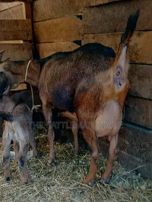 Alphine Dairy Goats for Sale