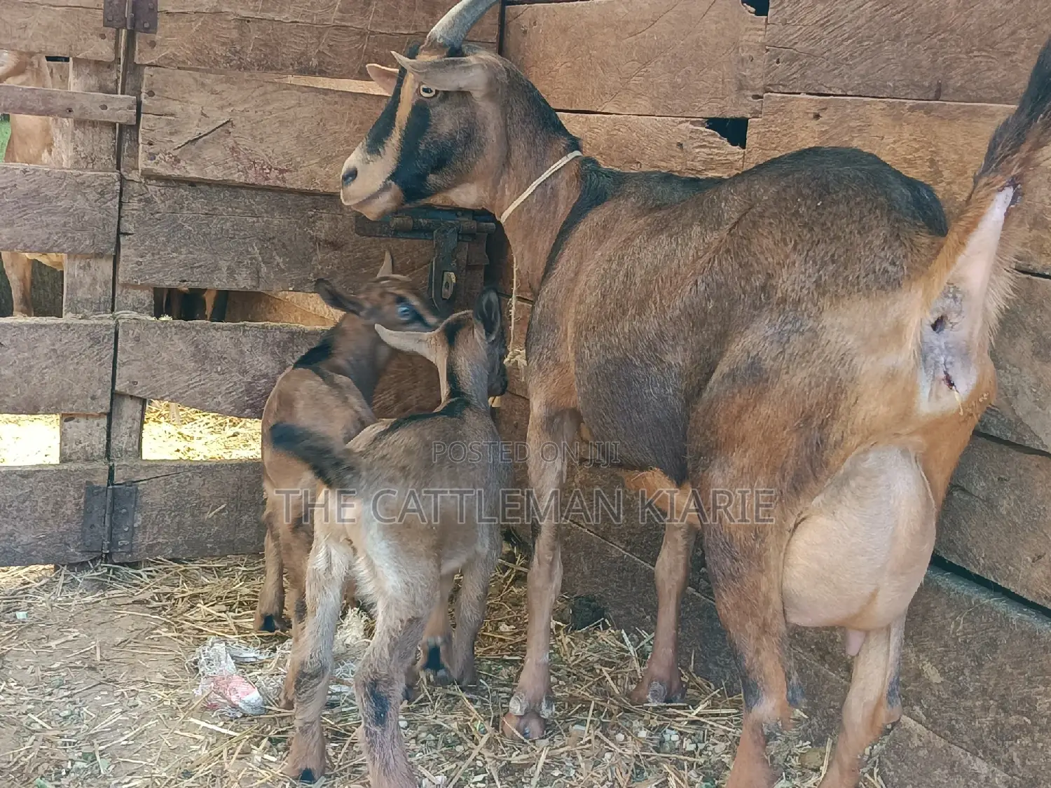 Alphine Dairy Goats for Sale