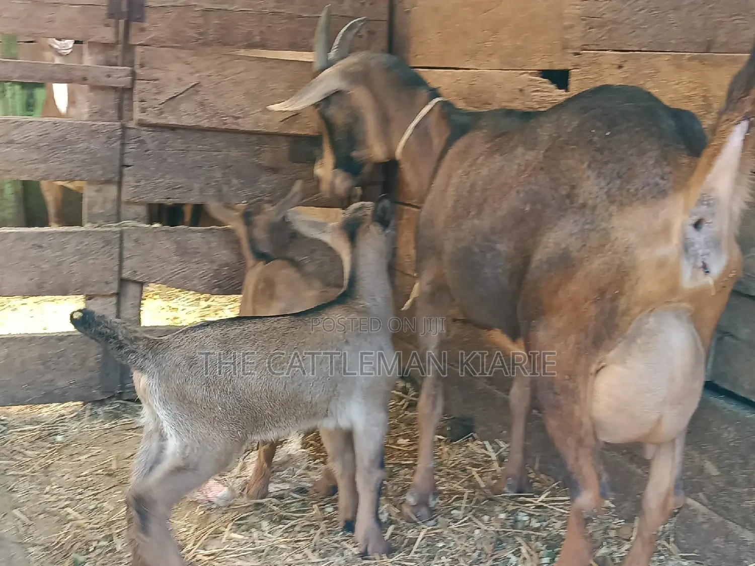 Alphine Dairy Goats for Sale