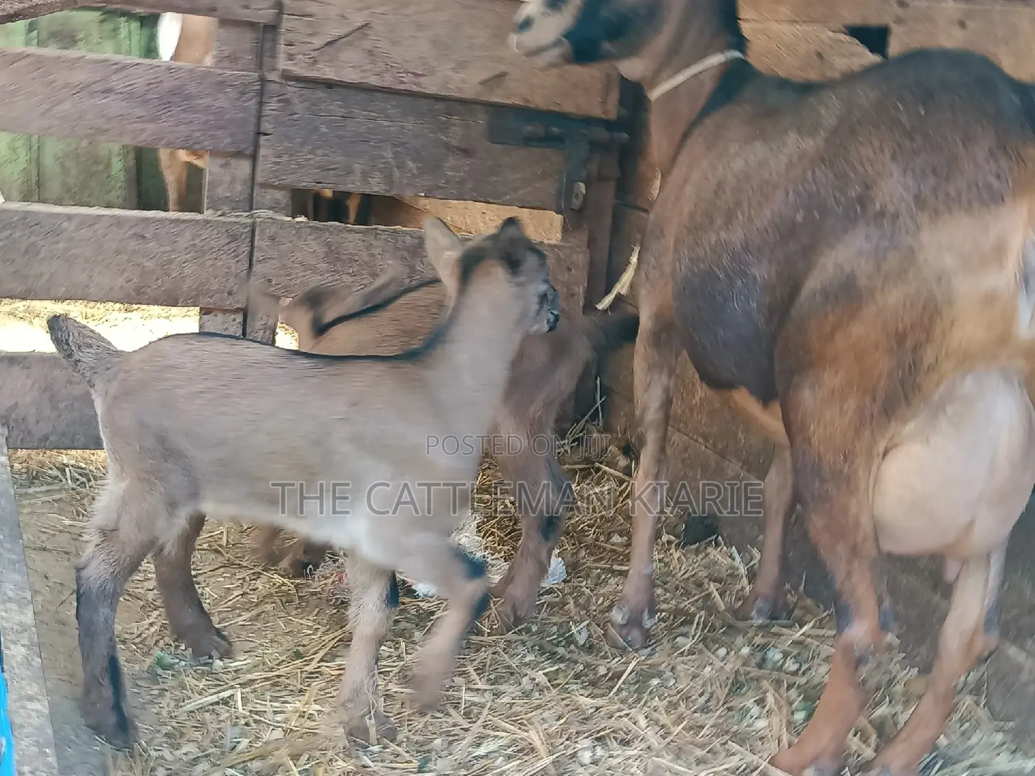 Alphine Dairy Goats for Sale